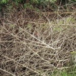 202003 chipped branch1.jpg